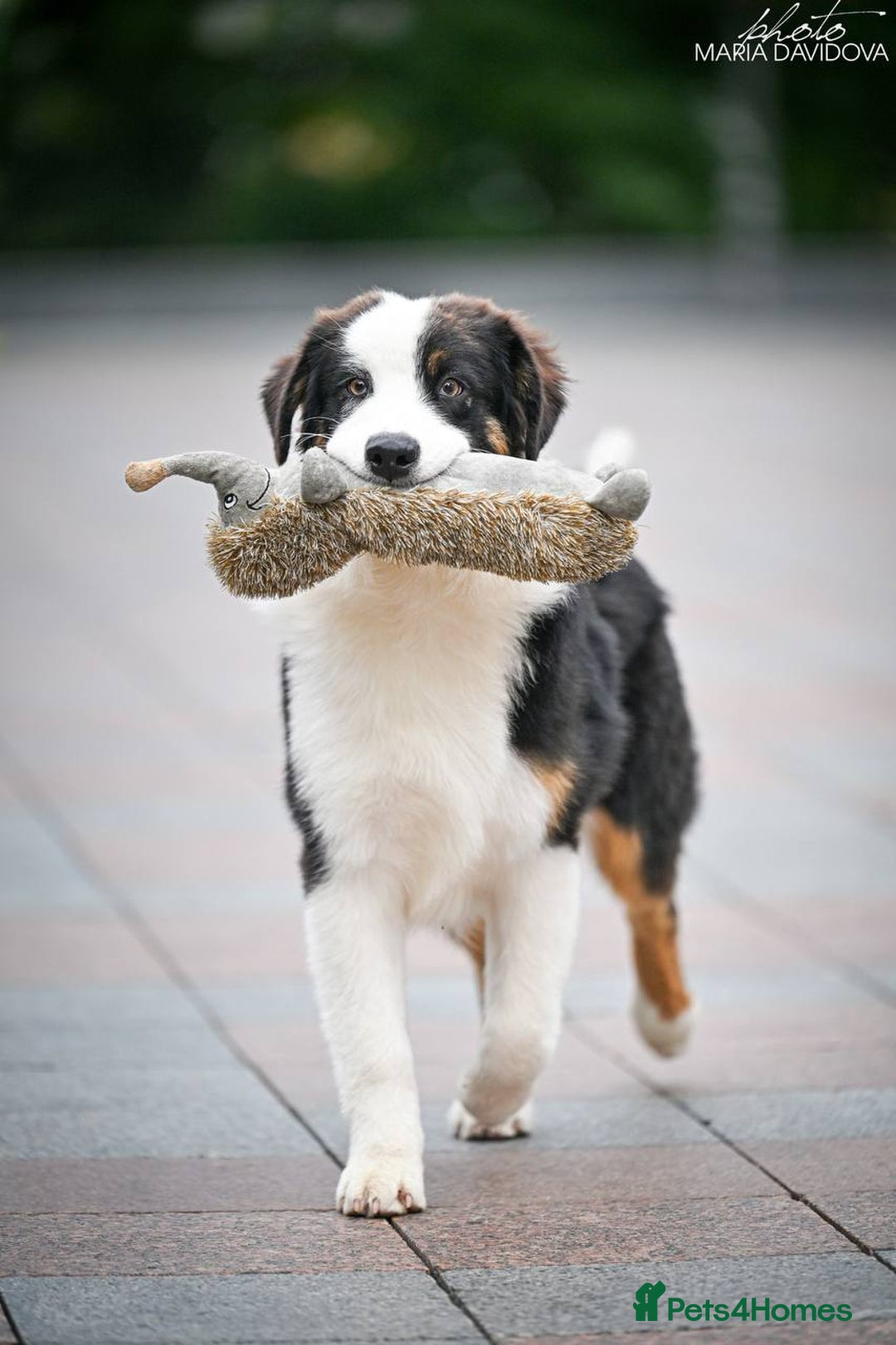 Australian Shepherd dogs for sale: Australian shepherd  - Image 10
