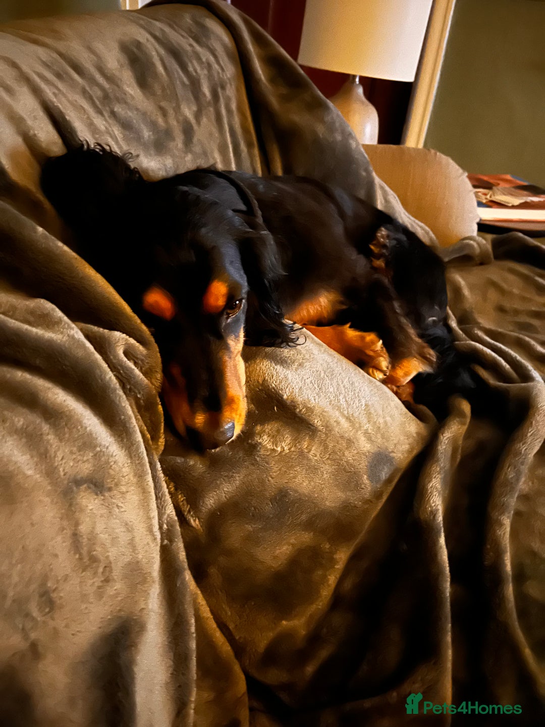 Cocker Spaniel dogs for sale: Ralph the Cocker Spaniel  - Advert 4