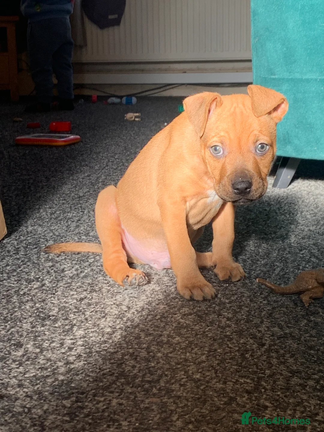 Mixed Breed dogs for sale: American bully puppy - Advert 2