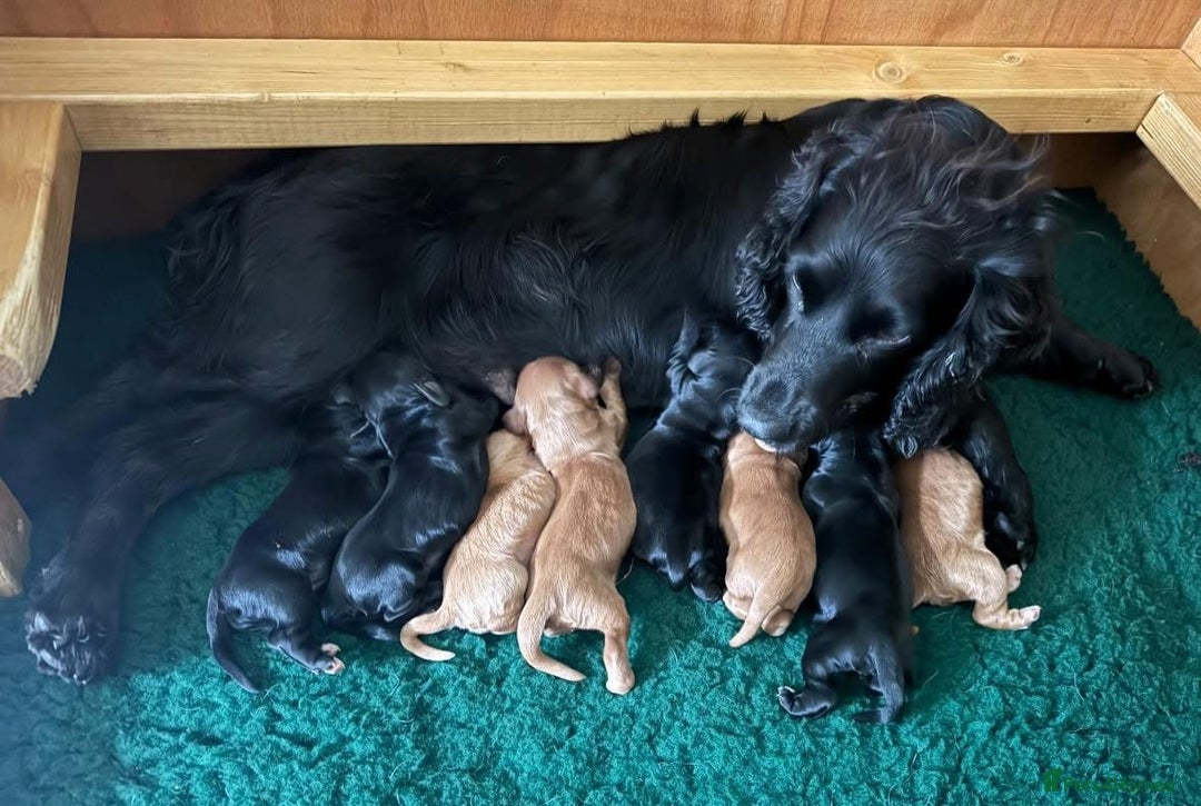 Cocker Spaniel dogs for stud: Gunner, KC Registered, Fully Health Tested WCS in Bury Saint Edmunds - Image 9
