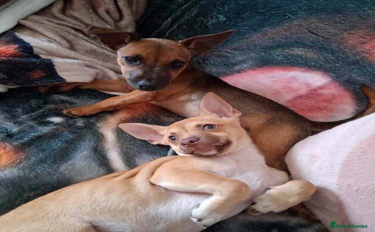 Chihuahua dogs - Advert 1