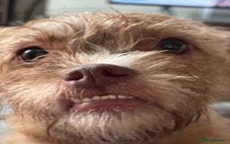 Mixed Breed dogs for sale: Lovely Bossipoo - Advert 6