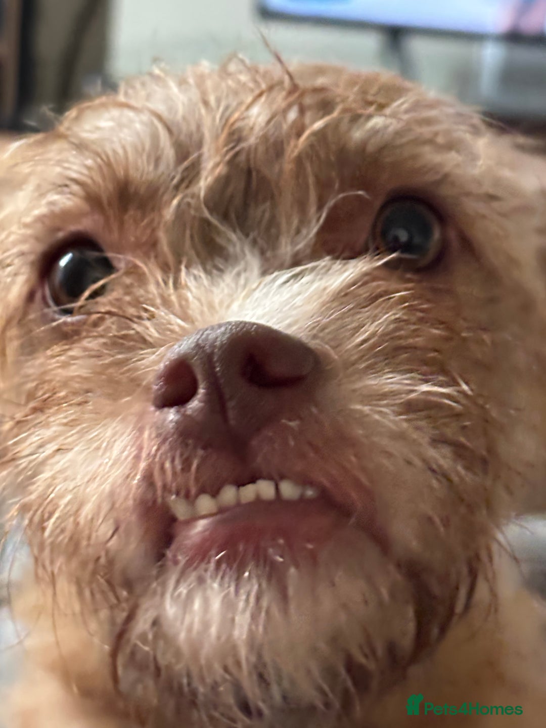 Mixed Breed dogs for sale: Lovely Bossipoo - Advert 6