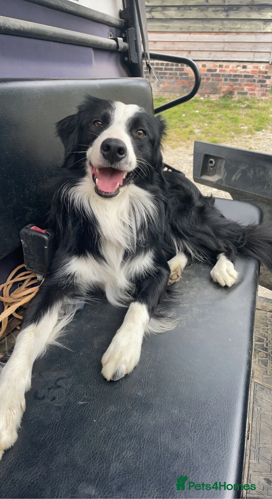 Border Collie dogs for sale: Border Collie Puppies for sale  - Advert 18