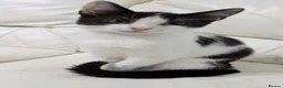Mixed Breed cats for sale: Female kitten - Advert 3