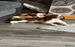 Cavalier King Charles Spaniel dogs for sale: Kennel club reg dna cavalier pups fully vaccine  - Image 16
