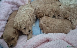 Maltipoo dogs for sale: 5 ⭐️ small Maltipoo’s puppy’s  - Advert 6