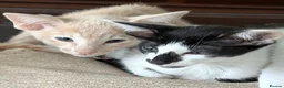 Oriental cats for sale: GCCF registered Oriental kittens  - Advert 1