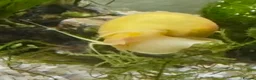 Snails fish for sale: Golden Apple Snails & Moss Balls  - Advert 2
