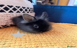 Lionhead rabbits for sale: Lionhead Babies for Sale  - Image 27