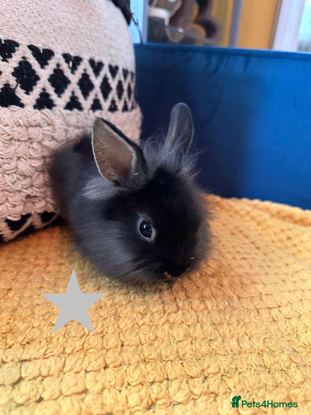 Lionhead rabbits for sale: Lionhead Babies for Sale  - Image 27