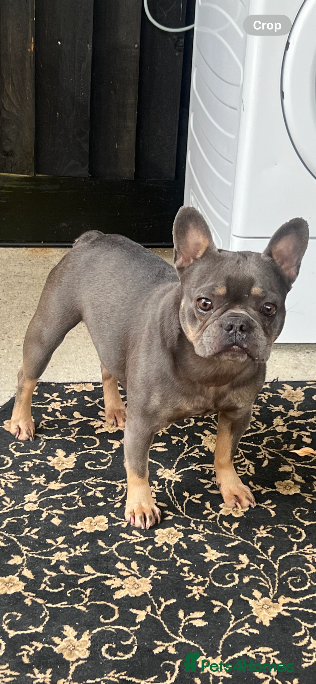 French Bulldog dogs for sale: French bulldog lilac and tan - Image 3