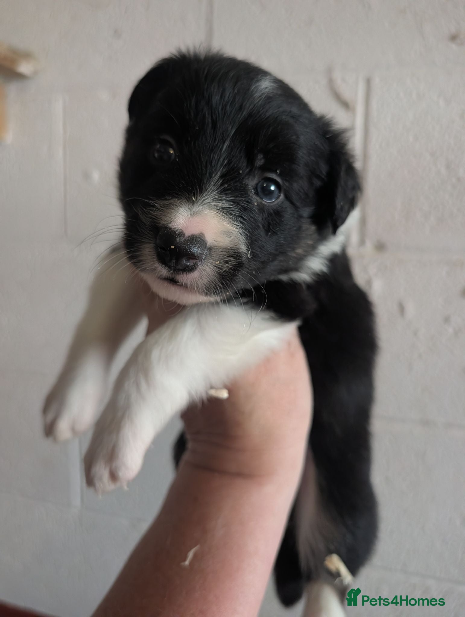 Border Collie dogs Border collie puppies  - Advert 3