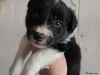 Border Collie dogs Border collie puppies - Advert 3