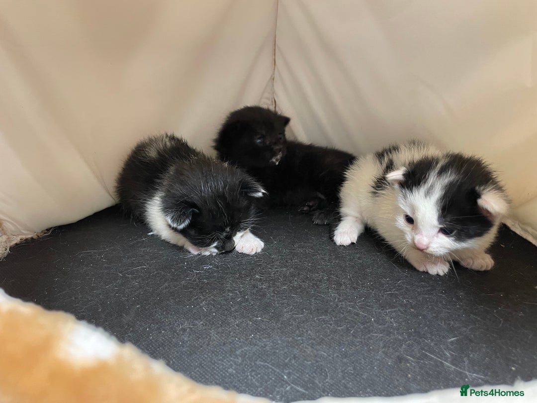 Mixed Breed cats for sale: Beautiful kittens  - Advert 8