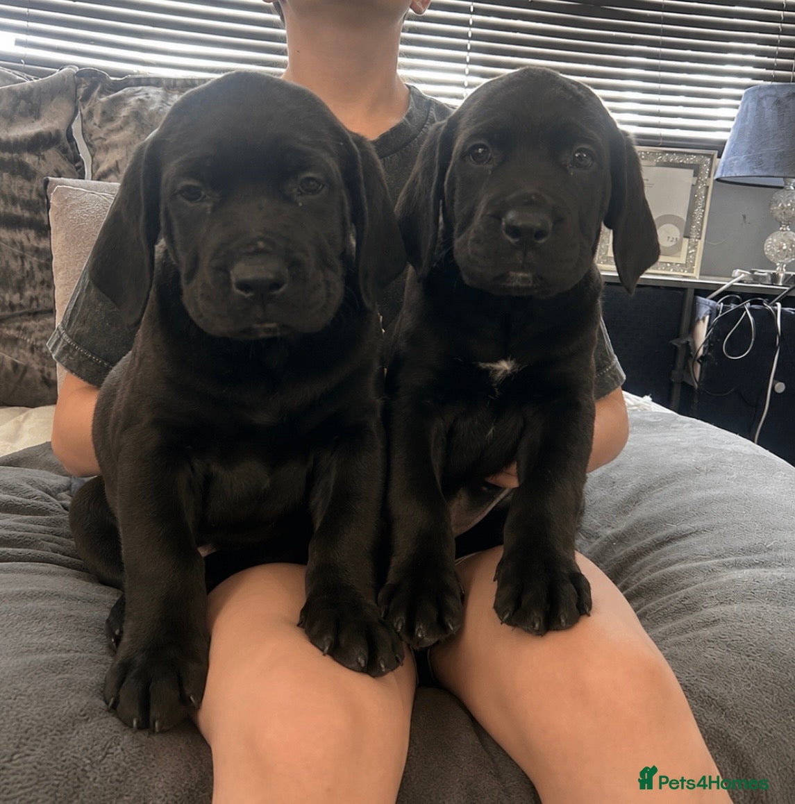 Mixed Breed dogs Old English mastiff ready now reduced  - Advert 2