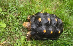 Tortoise reptiles for sale: Leopard, red and yellow foot tortoise  - Image 11