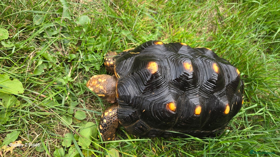 Tortoise reptiles for sale: Leopard, red and yellow foot tortoise  - Image 11