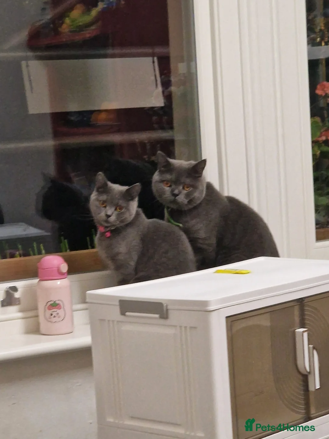 British Shorthair cats for sale: Pedigree british shorthair kitten - Advert 1