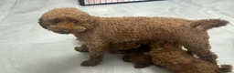 Miniature Poodle dogs for sale: Kc registered Miniature poodles Teddy bear  - Advert 1