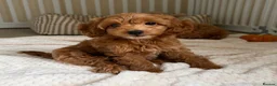 Cockapoo dogs for sale: Stunning F1B cockapoo puppies   - Advert 5