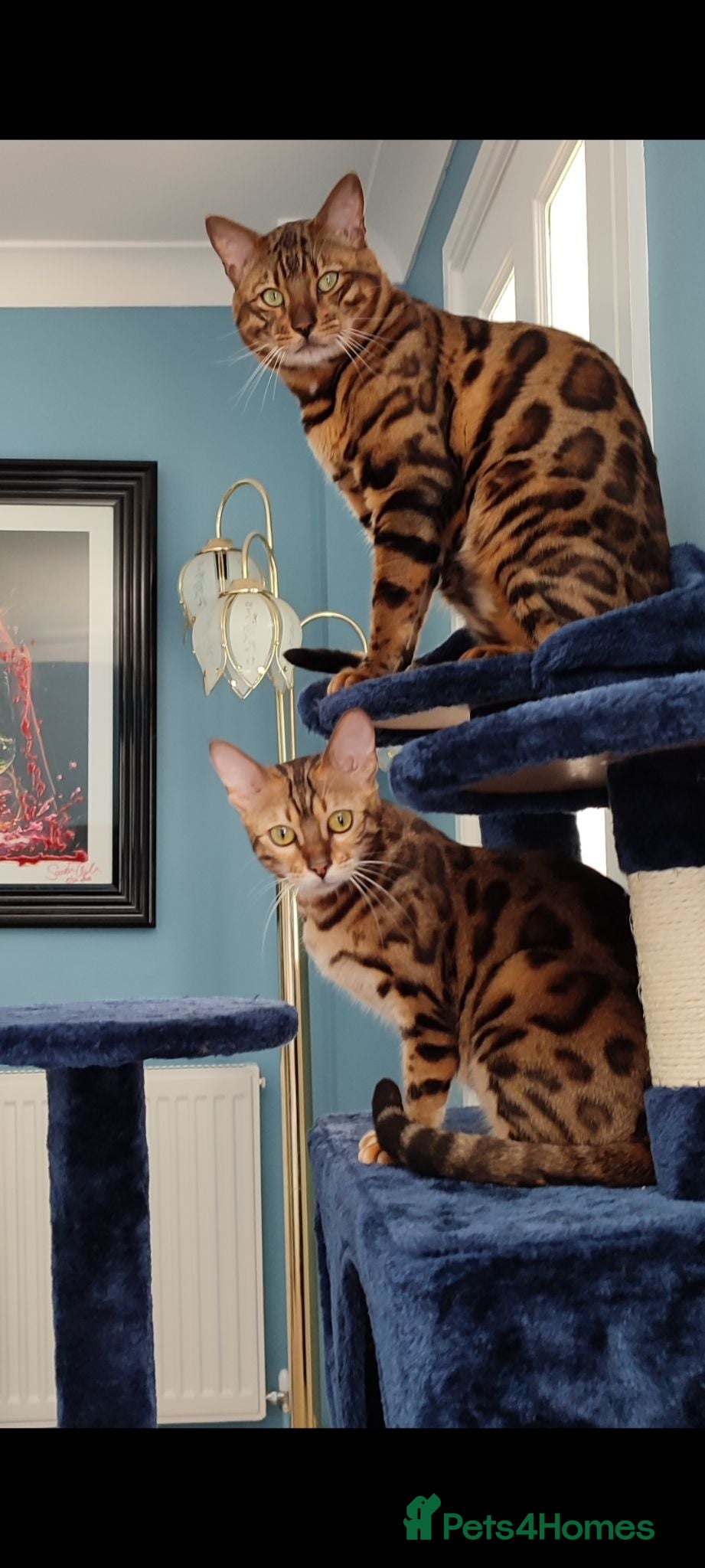 Bengal cats Stunning Bengal kittens for sale - Advert 2