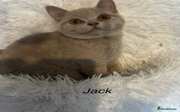 British Shorthair cats for sale: Beautiful lilac BSH Kittens awaiting homes - Image 3