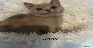 British Shorthair cats - Advert 11