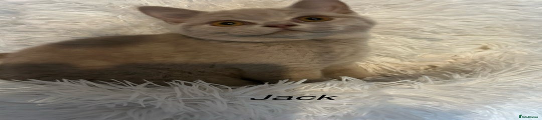 Jack 