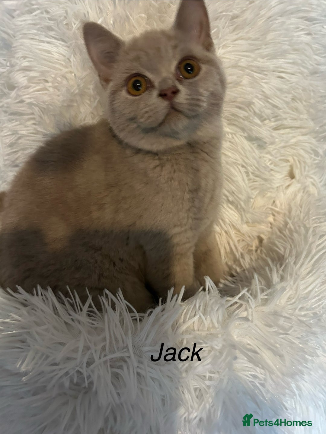 British Shorthair cats for sale: Beautiful lilac BSH Kittens awaiting homes - Image 3