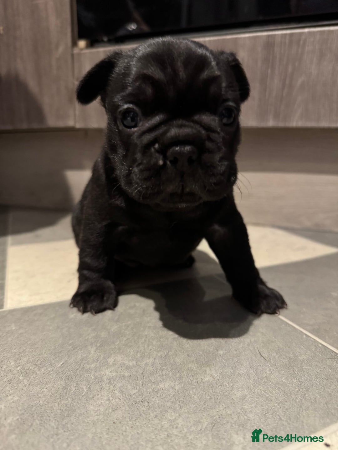 French Bulldog dogs for sale:  AMAZING PUPS  - Advert 23