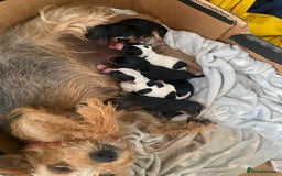 Mixed Breed dogs for sale: Yorkshire terrier/Jack Russell - Image 38