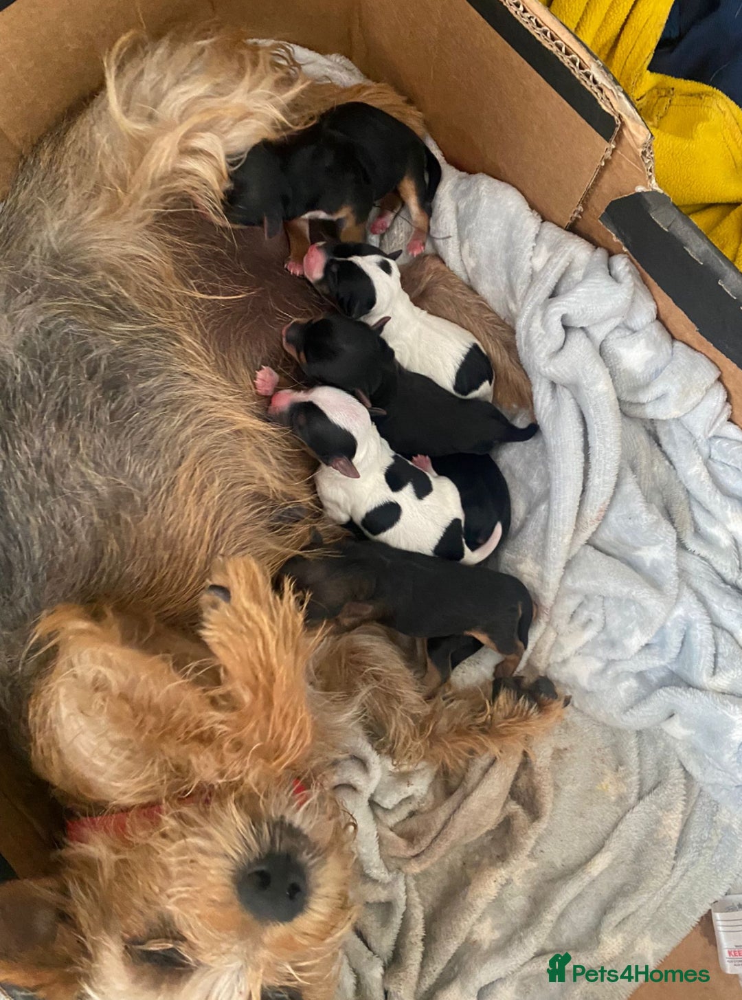 Mixed Breed dogs for sale: Yorkshire terrier/Jack Russell - Image 38