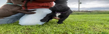 Sprocker 6
