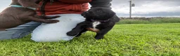 Sprocker dogs for sale: F1 sprocker puppies - Advert 9