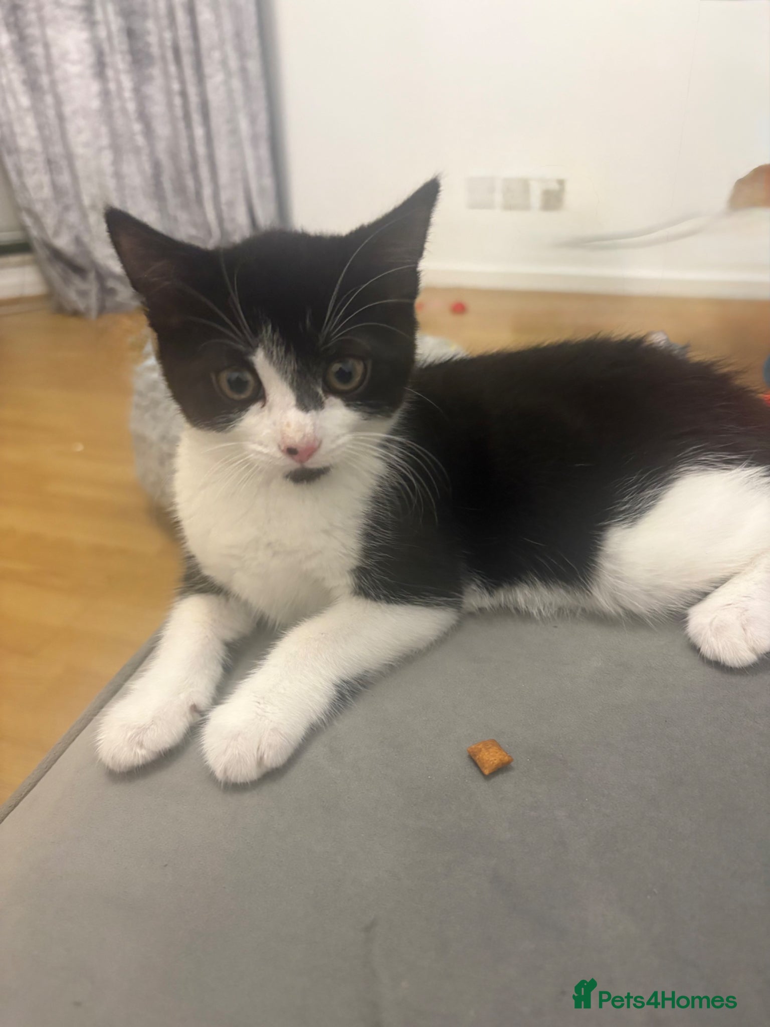 Mixed Breed cats for sale: Kittens 4 sale  - Advert 4