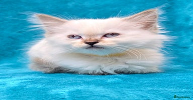 Ragdoll cats - Advert 9