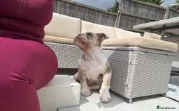 English Bulldog dogs for sale: One gorgeous female left 🐶  in Billericay - Image 7