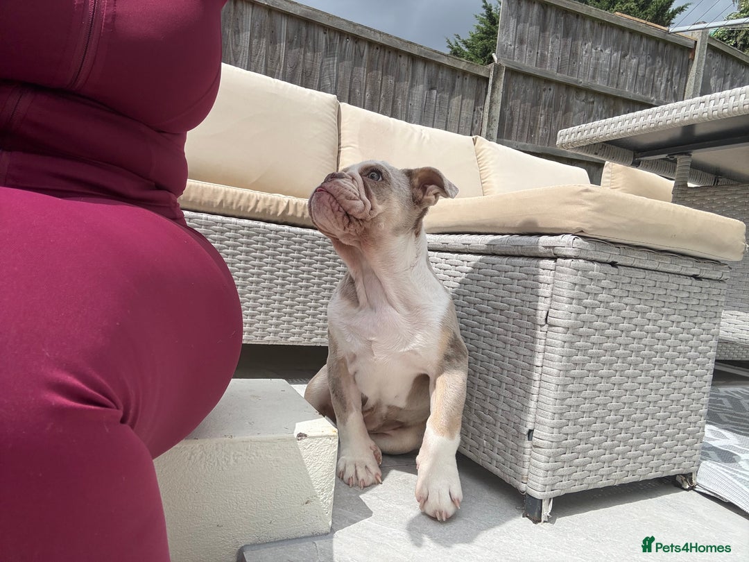 English Bulldog dogs for sale: One gorgeous female left 🐶  in Billericay - Image 7