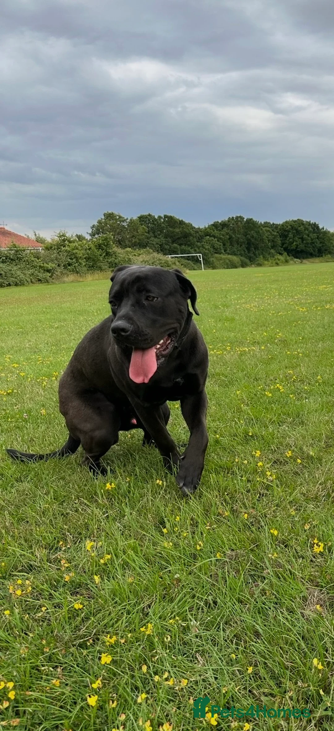 Cane Corso dogs for adoption: Boris - Advert 1