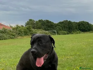 Cane Corso dogs Boris - Advert 9