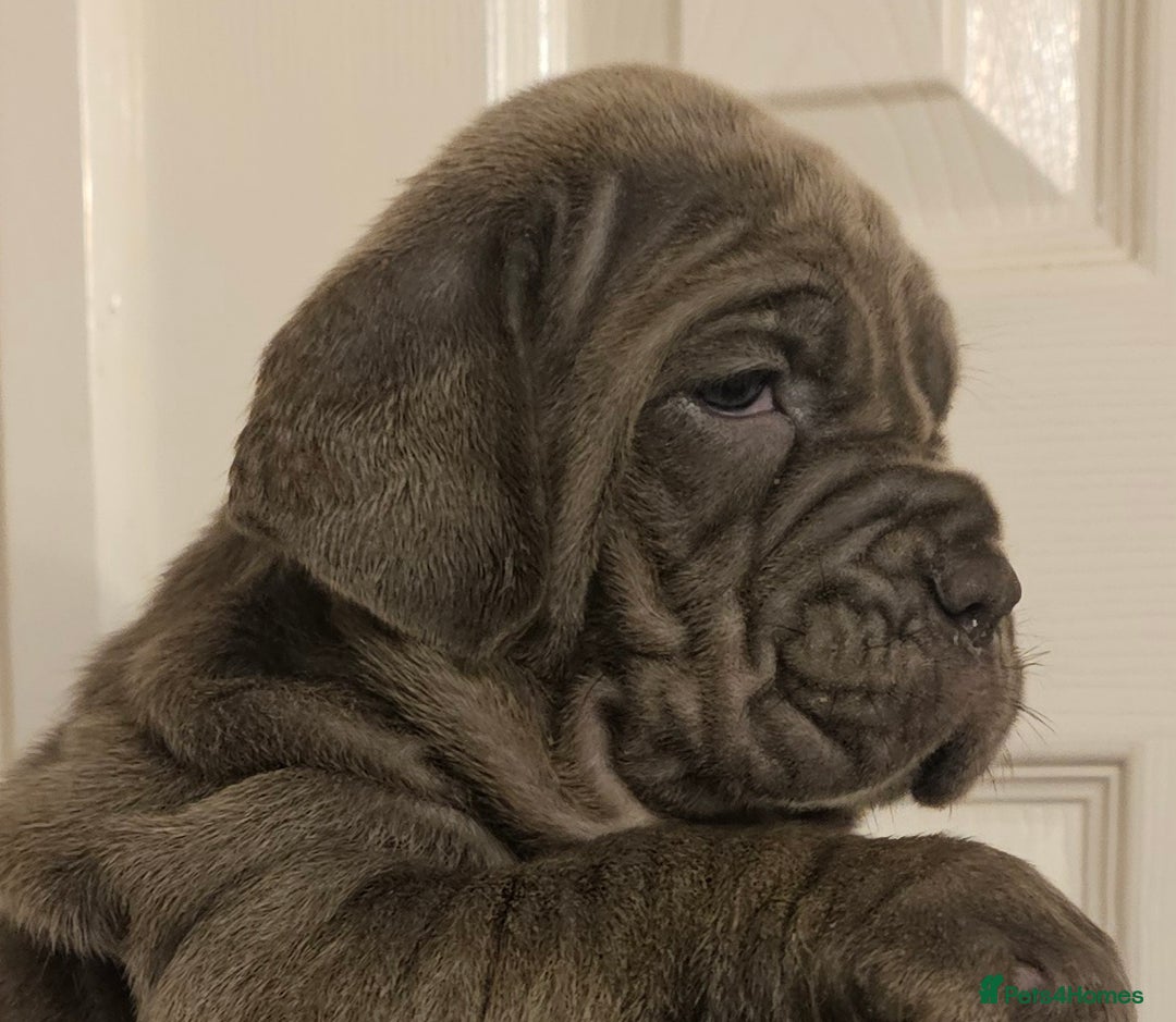Neapolitan Mastiff dogs for sale: Makaevo Puppies - Advert 19