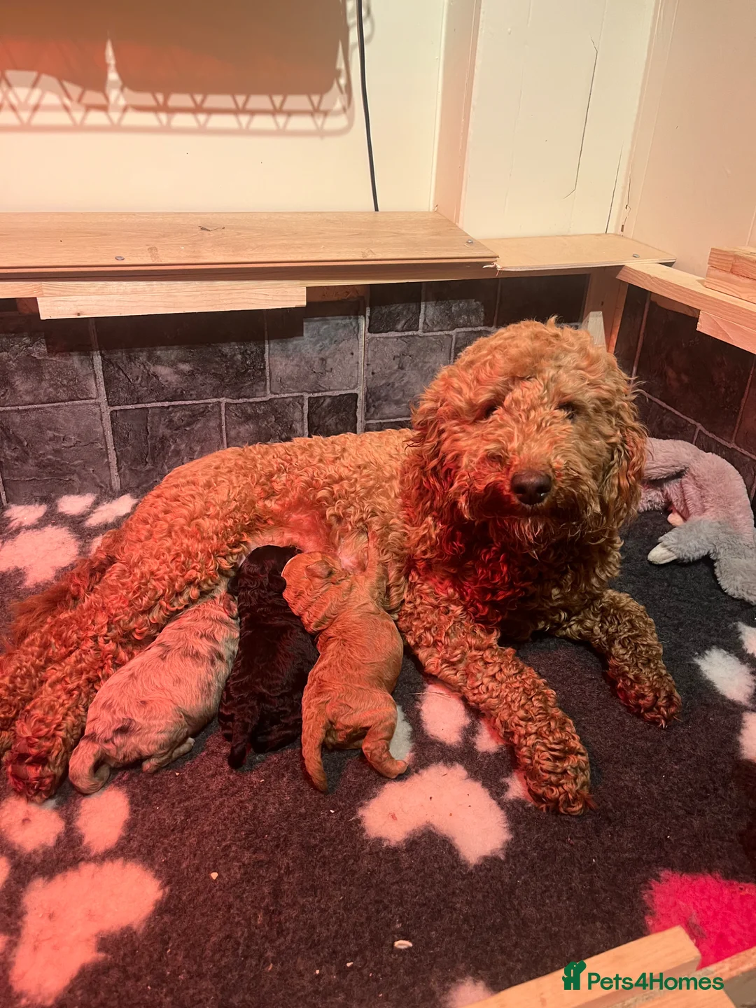 Cockapoo dogs for sale: F2 cockapoo puppies  in Houghton le Spring - Advert 9