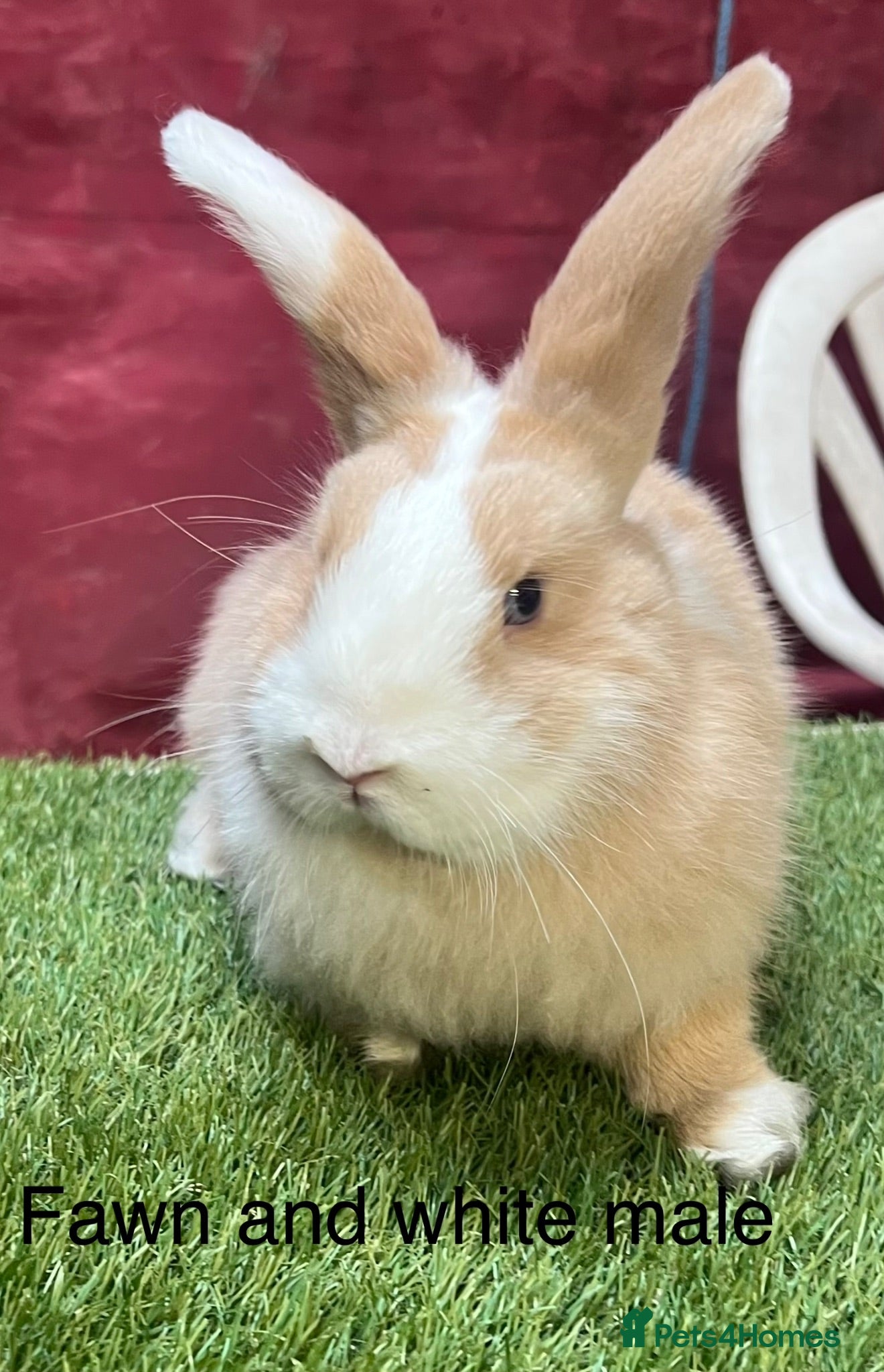 Angora rabbits Teddy Widder / Dwerg Rabbits For Sale - Advert 1