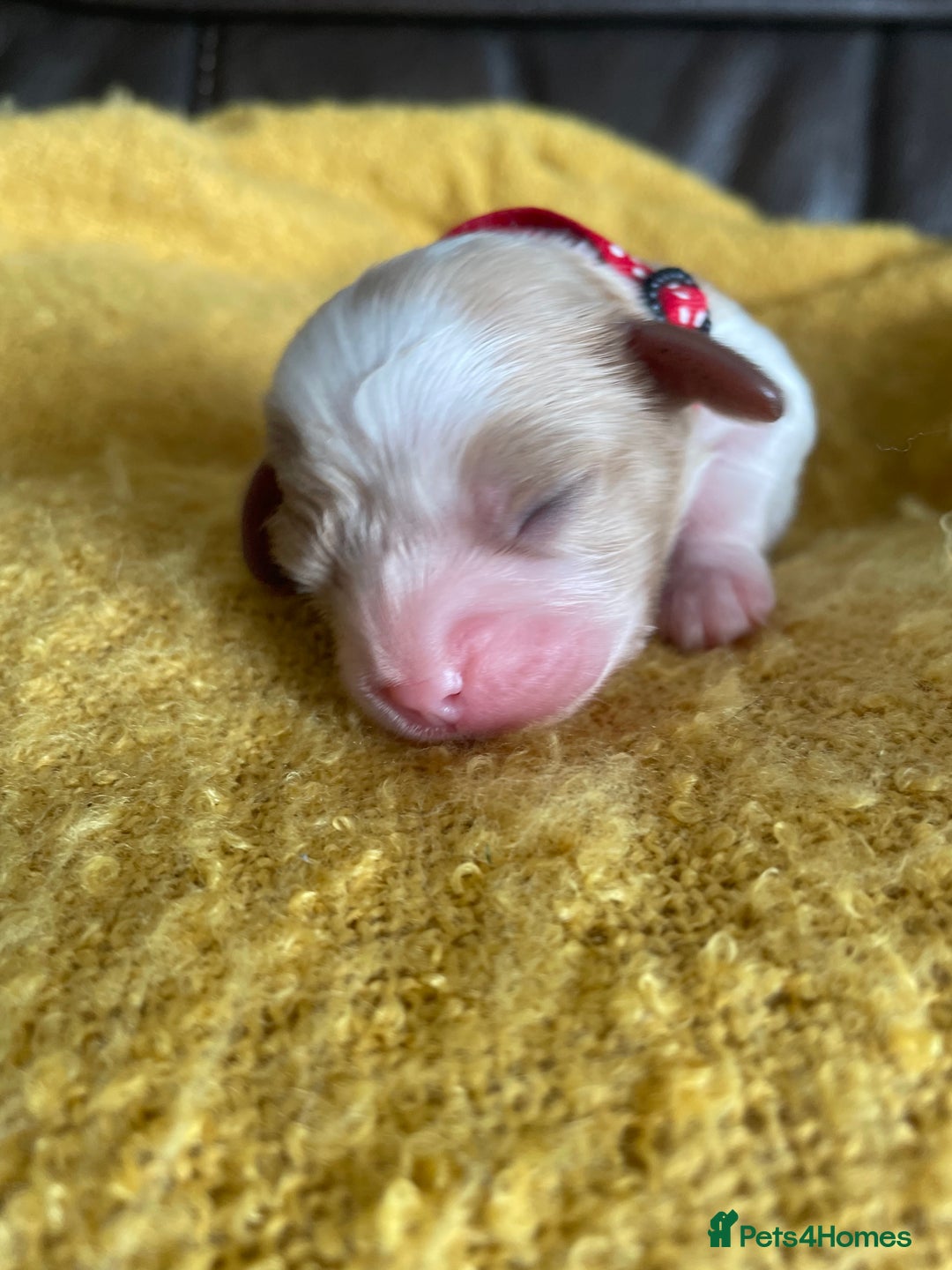 Cavalier King Charles Spaniel dogs for sale: Cavalier King Charles spaniel  - Image 6