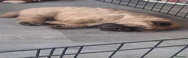 Male bear coat puppy
