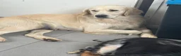 Golden Retriever dogs for sale: Kc reg golden retriever - Advert 1