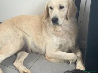 Golden Retriever dogs for sale: Kc reg golden retriever - Advert 2
