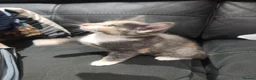 British Shorthair cats for sale: Grey female kitten  - Advert 7