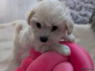 Maltipoo dogs Maltipoo puppies - Advert 18